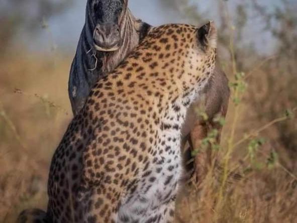 Maasai Mara Safari Camp In Kenya Bed & Breakfast Sekenani Екстериор снимка