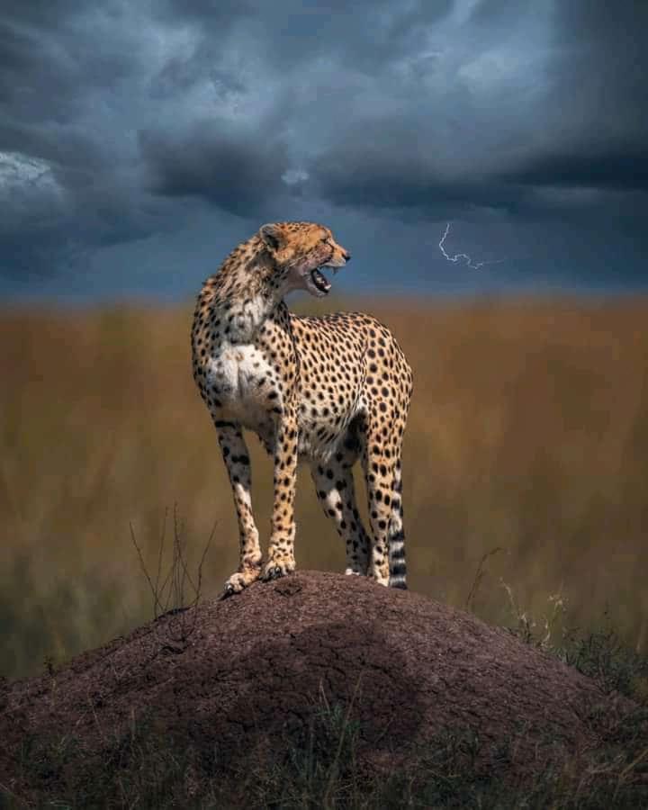 Maasai Mara Safari Camp In Kenya Bed & Breakfast Sekenani Екстериор снимка