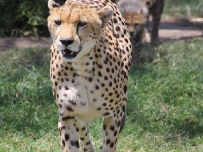 Maasai Mara Safari Camp In Kenya Bed & Breakfast Sekenani Екстериор снимка